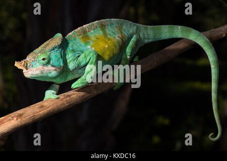 Parson's chameleon (Calumma parsonii cristifer), maschio, Andasibe Parco nazionale del Madagascar Foto Stock