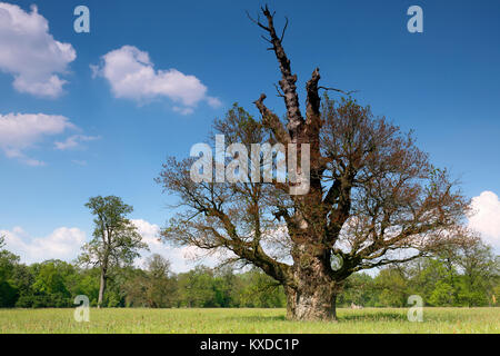 650 anni farnia (Quercus robur), che fiorisce in primavera, albero solitario, foreste alluvionali, Riserva della Biosfera dell'Elba centrale Foto Stock