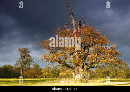 650 anni farnia (Quercus robur) in autunno, albero solitario, foreste alluvionali, Riserva della Biosfera dell'Elba centrale Foto Stock