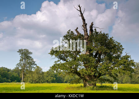 650 anni farnia (Quercus robur) in estate, albero solitario, foreste alluvionali, Riserva della Biosfera dell'Elba centrale Foto Stock