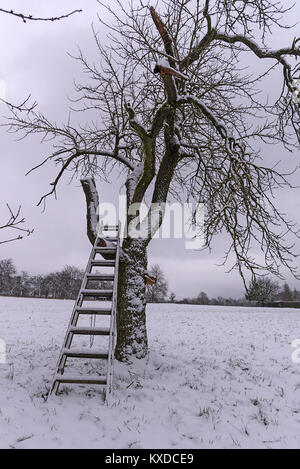 Il Ciliegio con scaletta d'inverno,Franconia,Baviera,Germania Foto Stock