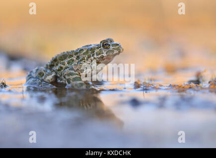 Il rospo comune (Bufo viridis) nel fango,Sassonia-Anhalt, Germania Foto Stock
