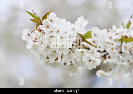 Fiori Ciliegio,ciliegio selvatico (Prunus avium),Sassonia-Anhalt, Germania Foto Stock