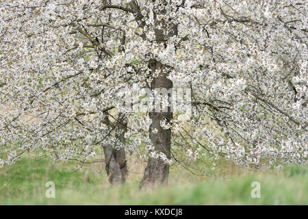 Gli alberi di ciliegio in fiore,ciliegio selvatico (Prunus avium),vicino a Thale,Sassonia-Anhalt, Germania Foto Stock