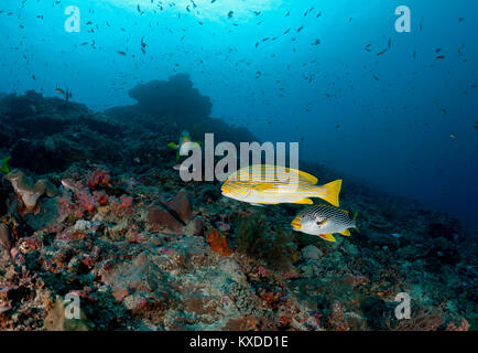 Sweetlip Ribboned (Plectorhinchus polytaenia) e giallo-striped Sweet Lips (Plectorhinchus lineatus),Nusa Penida Foto Stock