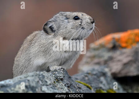 Acciuffato pika (Ochotona collaris),si siede sulla roccia,Parco Nazionale di Denali,Alaska,USA Foto Stock