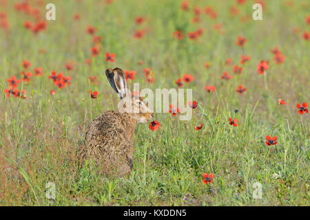 Unione lepre (Lepus europaeus) mangia fico d'india papavero (Papaver argemone),Sassonia, Germania Foto Stock