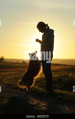 Sheltie,Shetland Sheepdog,sable,dog,l'attesa per la mistress' ricompensa,Tramonto retroilluminazione,Germania Foto Stock