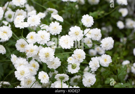 Tanacetum parthenium fiori. Foto Stock