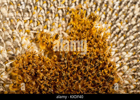 Orecchio con grandi semi di girasole Foto Stock