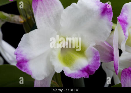 Dendrobium Orchid ibridi. Isolato su nero Foto Stock