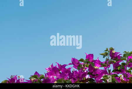 Il Bougainvillea strapiombanti pareti dipinte di bianco nel quartiere Albaicin di Granada, Spagna. Foto Stock