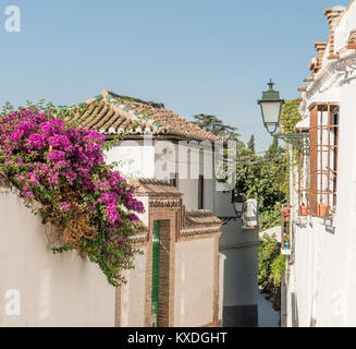 Il Bougainvillea strapiombanti pareti dipinte di bianco nel quartiere Albaicin di Granada, Spagna. Foto Stock