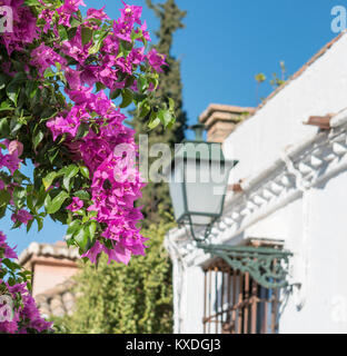 Il Bougainvillea strapiombanti pareti dipinte di bianco nel quartiere Albaicin di Granada, Spagna. Foto Stock