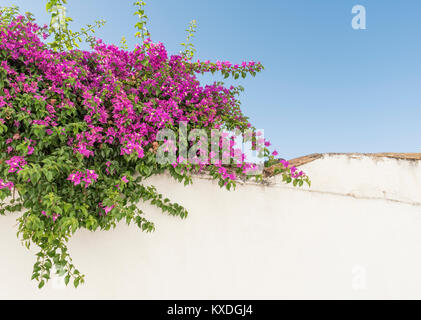 Il Bougainvillea strapiombanti pareti dipinte di bianco nel quartiere Albaicin di Granada, Spagna. Foto Stock
