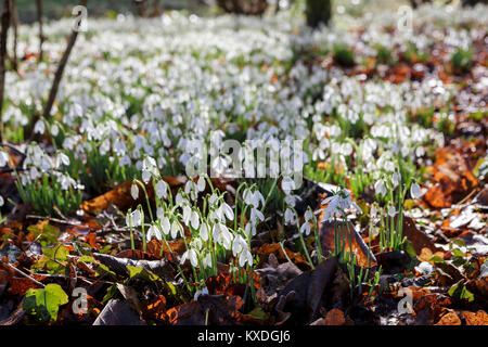 Corte Hanham Gradens, Bristol. Inverno, snowdrops nella zona boschiva Foto Stock