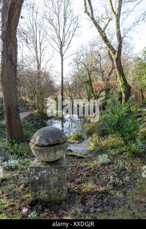 Corte Hanham Gradens, Bristol. Inverno, snowdrops nella zona boschiva Foto Stock