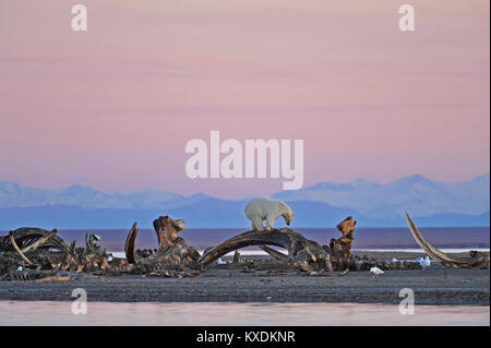 Orso polare (Ursus maritimus) sorge su scheletro di balena sulla ghiaia isola, atmosfera serale, back Brooks Range Foto Stock