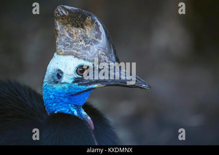 Casuario meridionale (Casuarius casuarius) ritratto, Nuovo Galles del Sud, Australia Foto Stock