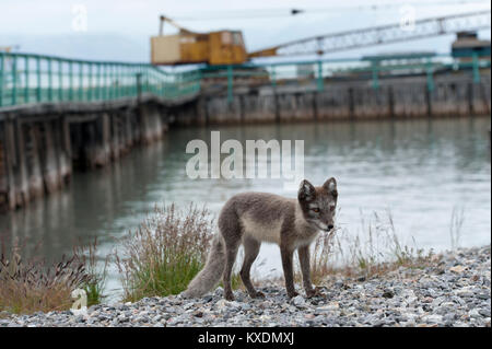 Giovani Arctic Fox (Vulpes vulpes lagopus) al vecchio porto di carico, città fantasma, abbandonato russo insediamento minerario Pyramiden Foto Stock
