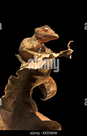 Foglia satanico Tailed Gecko (Uroplatus fantastico), mimetizzata su foglie secche, endemica, Anjozorobe Parco nazionale del Madagascar Foto Stock