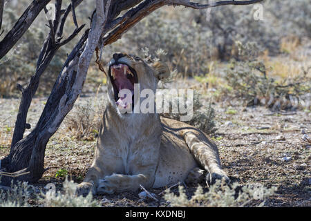 Leone africano (Panthera leo), sbadigli leonessa giacente all'ombra di un albero, il Parco Nazionale di Etosha, Namibia Foto Stock