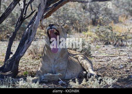 Leone africano (Panthera leo), sbadigli leonessa giacente all'ombra di un albero, il Parco Nazionale di Etosha, Namibia Foto Stock