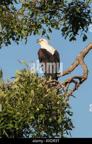 African African fish eagle (Haliaeetus vocifer), Chobe River Front, Chobe District, Botswana Foto Stock