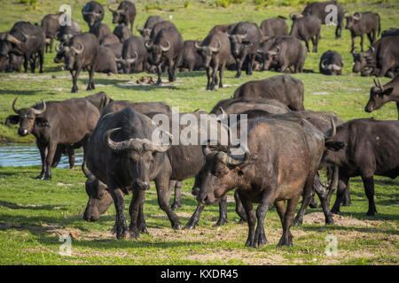 Mandria Cof ape bufali (Syncerus caffer), Kazan, Chobe River Front, Chobe District, Botswana Foto Stock