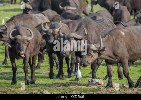 Mandria Cof ape bufali (Syncerus caffer), Kazan, Chobe River Front, Chobe District, Botswana Foto Stock