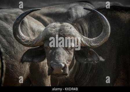 Bufali (Syncerus caffer), Kazan, Chobe River Front, Chobe District, Botswana Foto Stock