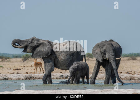 L'elefante africano (Loxodonta africana), elefanti con animali giovani di bere a waterhole, Nxai Pan National Park Foto Stock