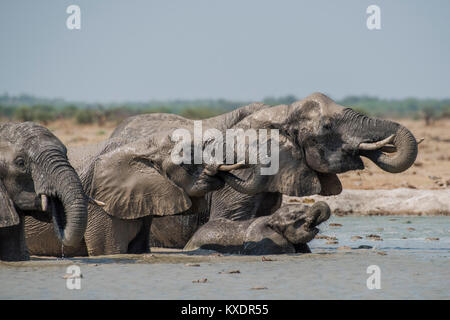 L'elefante africano (Loxodonta africana), elefanti con giovane animale di bere in un waterhole, Nxai Pan National Park Foto Stock