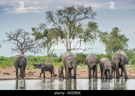 L'elefante africano (Loxodonta africana), allevamento di animali giovani di bere a waterhole, Savuti, Chobe National Park Foto Stock