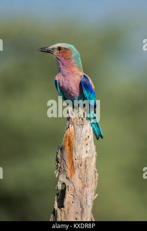 Lilla-breasted rullo (Coracias caudatus) siede su deadwood, Savuti, Chobe National Park - Chobe District, Botswana Foto Stock