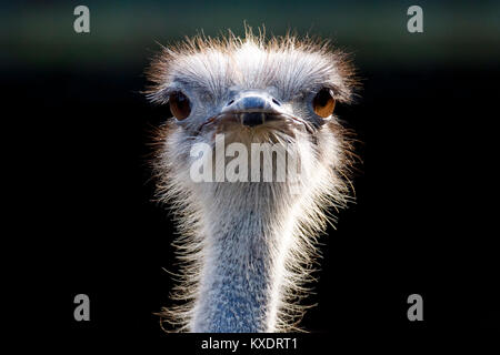 (Struzzo Struthio camelus), ritratto, captive, Germania Foto Stock