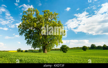 Paesaggio con querce, albero solitario, campo di grano, molla, Mecklenburg Svizzera, Meclemburgo-Pomerania Occidentale, Germania Foto Stock