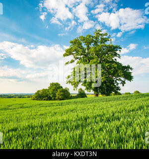 Paesaggio con querce, albero solitario, campo di grano, molla, Mecklenburg Svizzera, Meclemburgo-Pomerania Occidentale, Germania Foto Stock