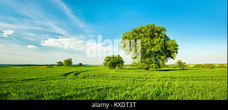 Paesaggio con querce, albero solitario, campo di grano, molla, Mecklenburg Svizzera, Meclemburgo-Pomerania Occidentale, Germania Foto Stock