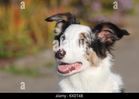 Pastore australiano maschio blue merle 5 mesi, ritratto, Germania Foto Stock