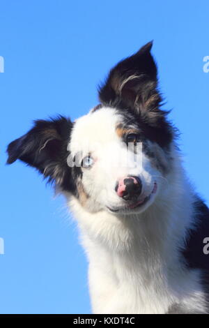 Pastore australiano maschio blue merle 5 mesi, ritratto, Germania Foto Stock