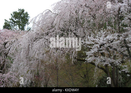 I giardini del Tenryu-ji di Kyoto (Giappone). Foto Stock