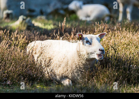 Pecore in appoggio tra erica e godendo la mattina di primavera. Altri ovini sfocati in background. Foto Stock
