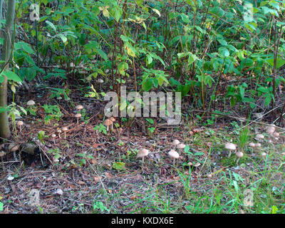 Molti piccoli funghi che crescono su strada forestale Foto Stock