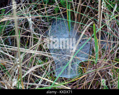 Ragnatela o spider net con gocce di rugiada in erba vecchia close up Foto Stock