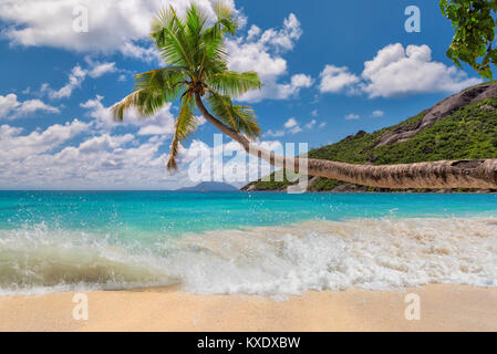 Palm Tree sulla spiaggia tropicale delle Seychelles, Isola di Mahe. Foto Stock