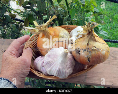 Grandi teste d'aglio e cipolle in cesto in vimini outdoor mano azienda Foto Stock