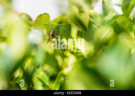 Un comune amaca-weaver spider (Linyphia triangularis) sul suo web Foto Stock