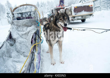 Siberian Husky cane da una slitta trainata da cani in Svezia. Foto Stock