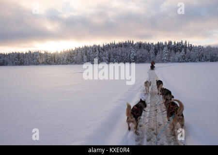 Lo sleddog attraverso svedese coperto di neve campagna. Foto Stock
